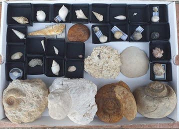 Collectie met 31 stuks - Gefossiliseerde schelp (Zonder