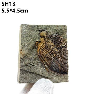 Kevel - Gefossiliseerde schelp - Coronocephalus - 9 cm - 6, Verzamelen