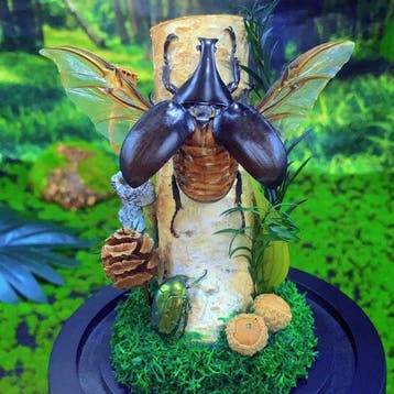 Insekt Pantser - Xylotrupes gideon - 16 cm - 12 cm - 1 cm -