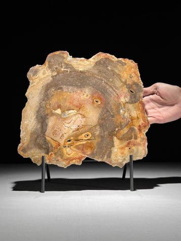 Wonderlijke grote plak versteend hout op een op maat