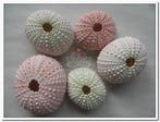 Zeeegel Naturel Sea Urchin Pink Roze 25 stuks, Ophalen of Verzenden, Nieuw