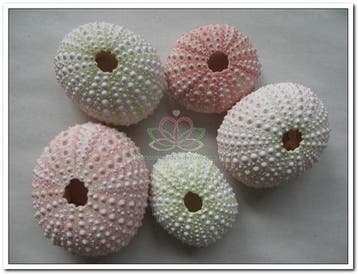 Zeeegel Naturel Sea Urchin Pink Roze 25 stuks, Ophalen of Verzenden, Nieuw