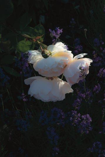 Diane Pfister - [Crown Estate Collection No. 0854-E]