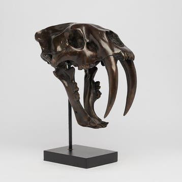 Sabeltandkat Schedel - (Smilodon) - 38 cm - 18 cm - 32 cm, Antiek en Kunst