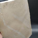 Hydromedusa - Fossiele plaatmatrix - Palaequorea rygoli