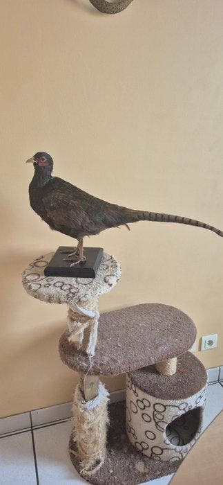 Schaduwfazant Taxidermie wandmontage - Phasianus colchicus, Nieuw