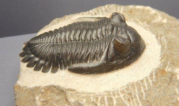 Trilobiet - Fossiel skelet - Hollardops mesocristata - 6 cm