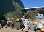 Olijfbomen in pot, Bloeit niet, Ophalen of Verzenden, 100 tot 250 cm, Olijfboom