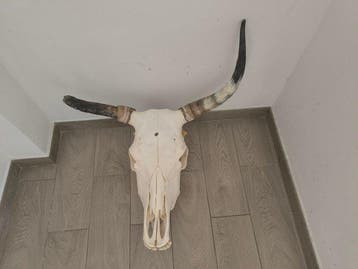 Koe Schedel van een zoogdier - Bos taurus - 52 cm - 58 cm -, Nieuw