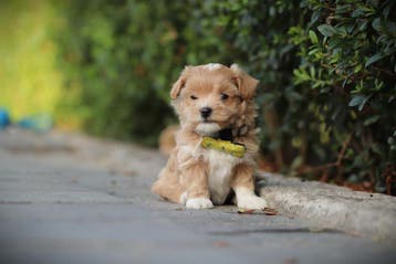 Maltipoo, mix Maltezer x Poedel, hypo-allergeen, Dieren en Toebehoren, Parvo, België, Overige rassen, 8 tot 15 weken