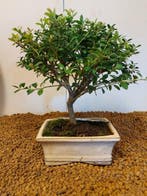 Japanese holly bonsai (Ilex crenata) - Hoogte (boom): 22 cm, Antiek en Kunst