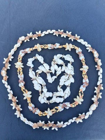 Jacobsschelp Koraal - Cypraeidae & Various Marine Shells