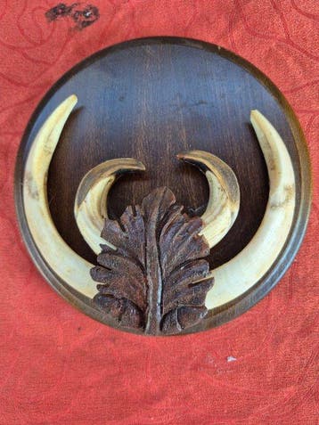 Wild zwijn Tand - Sus scrofa - grand trophee defenses et