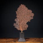 Rode Gorgonia Zee Fan Koraal op op maat gemaakte sokkel