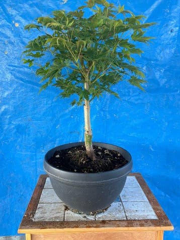 bonsai van staal - Hoogte (boom): 45 cm - Diepte (boom): 30