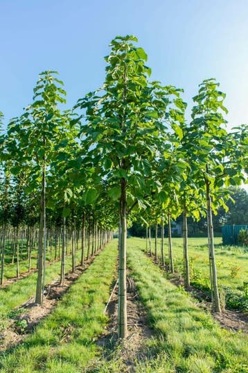 Paulownia fortunei FAST BLUE hoogstam 20/25