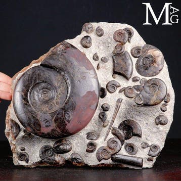 Exclusieve fossiele plaat met Cheiloceras Subpartitum en, Antiek en Kunst