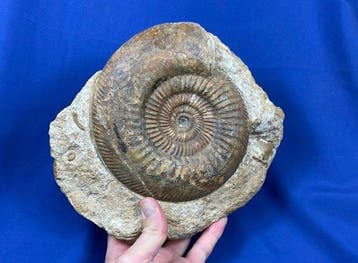 Ammoniet - Fossiel skelet - Parkinsonia sp. - 26 cm - 25 cm