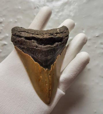 Megalodon - Fossiele tand - 10.6 cm - 8.1 cm, Verzamelen