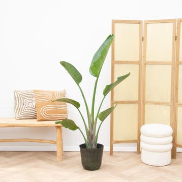 Green Bubble - Strelitzia Augusta - 160cm - Ø21- 24 cm, Huis en Inrichting, Ophalen of Verzenden