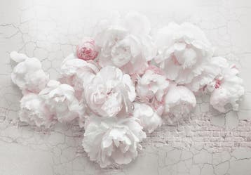Witte pioenrozen behang, Bloemen vlies behang, Muurdeco4kids, Verzenden