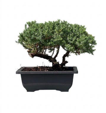 Jeneverbes bonsai (Juniperus) - Hoogte (boom): 18 cm -