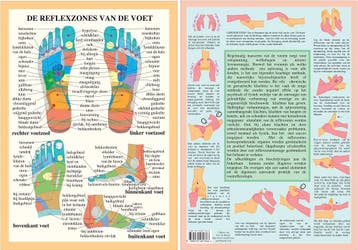 Anatomie poster voetreflexologie (Nederlands, gelamineer..., Nieuw