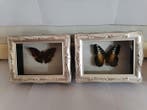 Vlinder Taxidermie wandmontage - Charaxes, Antiek en Kunst, Curiosa en Brocante
