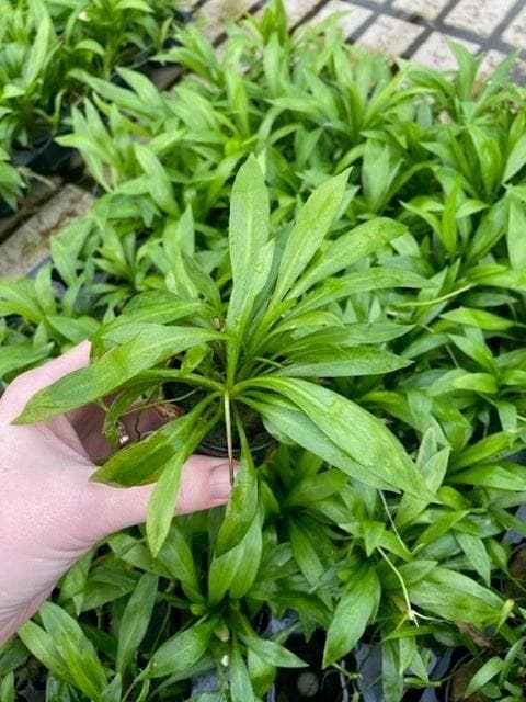 Echinodorus Magdalenensis (Aquariumplanten), Dieren en Toebehoren, Vissen | Aquaria en Toebehoren, Plant(en), Steen of Hout, Nieuw