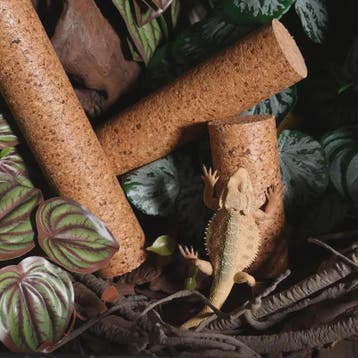 Natuurlijke Houten Klimtak voor Reptielen - Terrarium Decora
