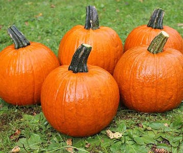 Hal. Buzz F1 PMT Goede kleinere halloweenpompoen 50 zaden, Ophalen of Verzenden, Nieuw