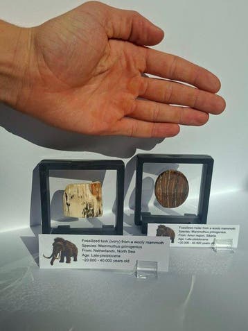 Wolharige mammoet - Fossiele tand - Mammuthus primigenius, Verzamelen