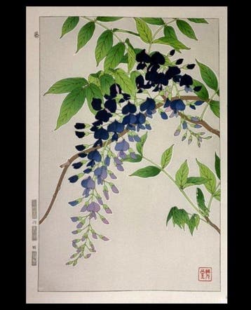 Wisteria / Fuji () - Kawarazaki Shodo () - Japan