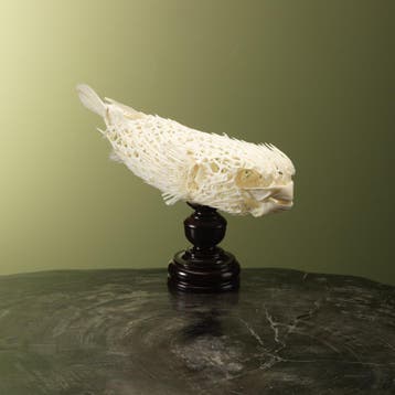 Egelvis Skelet Taxidermie Opgezette Dieren By Max, Verzamelen, Ophalen of Verzenden, Nieuw, Wild dier, Opgezet dier