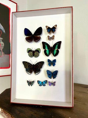 Vlinder Taxidermie volledige montage - Lepidoptera - 39 cm -, Nieuw