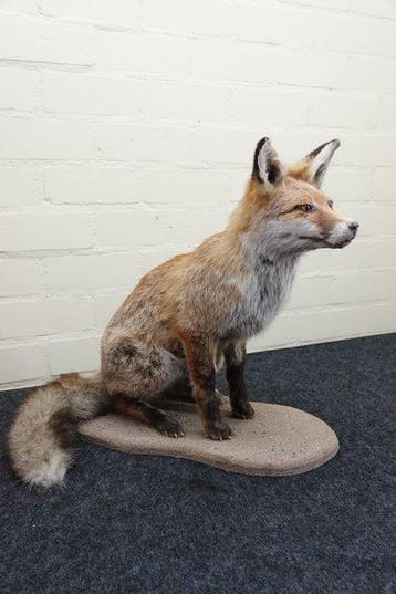 Rode vos Taxidermie volledige montage - Vulpes vulpes - 55, Nieuw