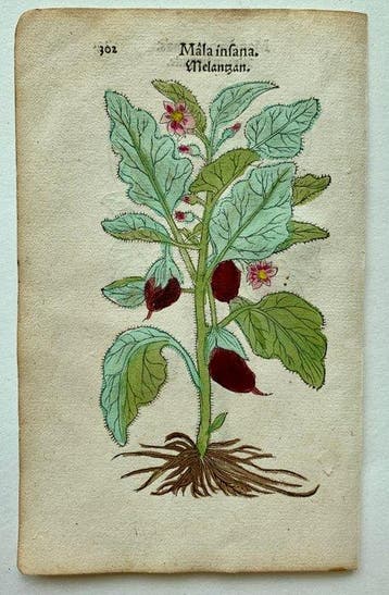 Leonhart Fuchs - Primi de stirpium historia commentariorum