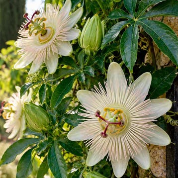 Passiebloem ‘Constance Elliott’ Vaste planten, Raskleur, Tuin en Terras, Verzenden, Vaste plant, Overige soorten