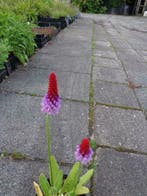 Primula vialii , kaboutermuts , P9, Ophalen of Verzenden, Zomer, Vaste plant, Volle zon