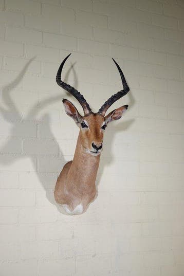 Impala Taxidermie wandmontage - Aepyceros melampus - 40 cm -, Verzamelen, Dierenverzamelingen, Nieuw
