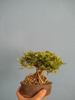 bonsai van kamperfoelie - Hoogte (boom): 15 cm - Diepte, Antiek en Kunst