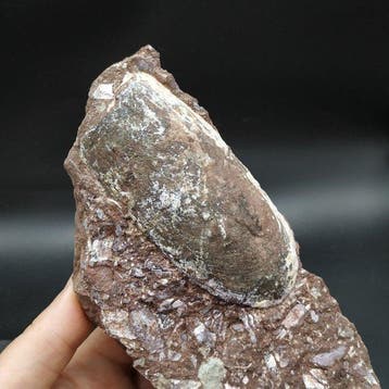 Zeldzame fossiele pantservissen - Fossiele plaatmatrix -