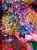 Viet Ha Tran - Secret Garden V