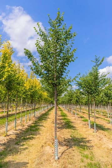 Tilia cordata hoogstam 12/14, Tuin en Terras