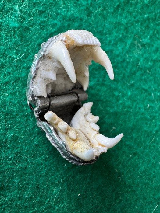 Jachttrofee, Antiek en Kunst, Curiosa en Brocante