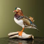 Mandarijneend Taxidermie Opgezette Dieren By Max, Ophalen of Verzenden, Nieuw, Vogel, Opgezet dier