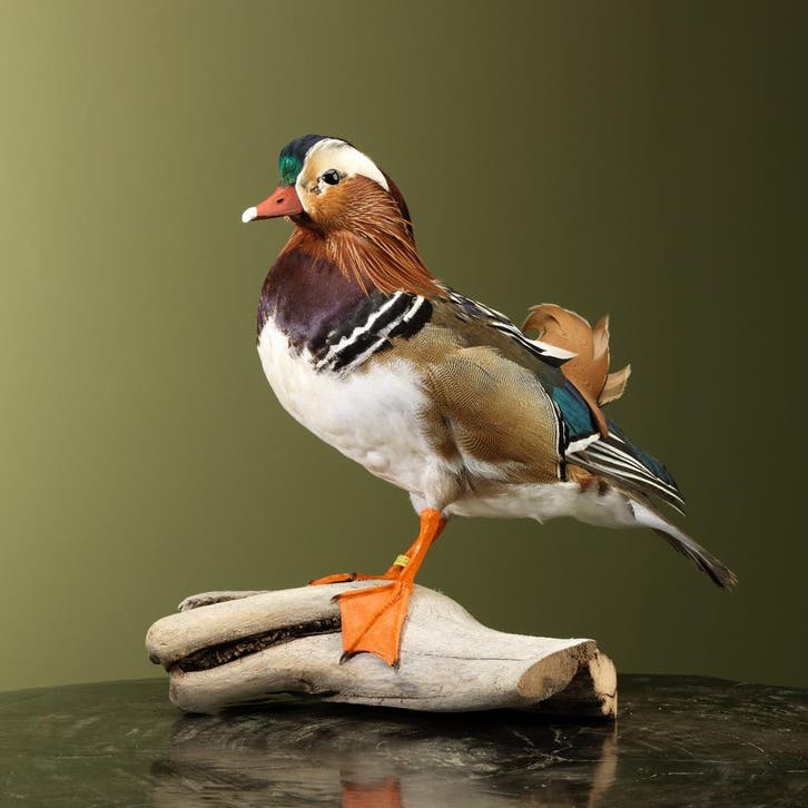 Mandarijneend Taxidermie Opgezette Dieren By Max, Verzamelen, Dierenverzamelingen, Opgezet dier, Nieuw, Vogel, Ophalen of Verzenden
