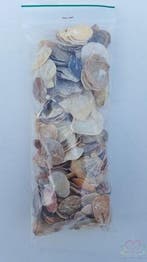 Mantelschelp Jacobsschelp 200 gram, Ophalen of Verzenden, Nieuw