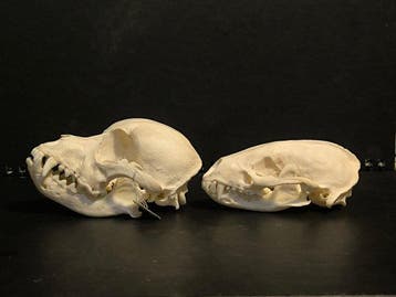 Hond Schedel van een zoogdier - Canis lupus familiaris,