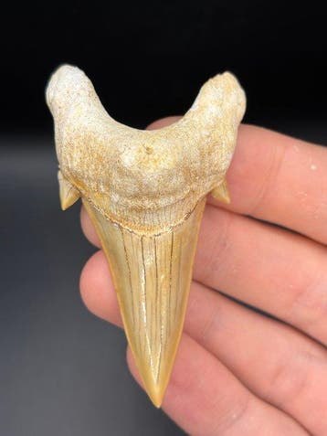 Haai - Fossiele tand - Otodus Obliquus - 7.2 cm (Zonder, Verzamelen, Mineralen en Fossielen